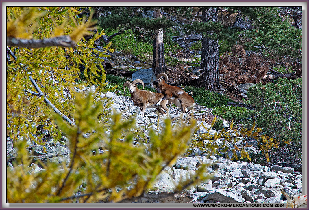 MOUFLONS
